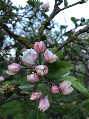Bed En Breakfast In Het Fruit Zuidoostbeemster Bagian luar foto